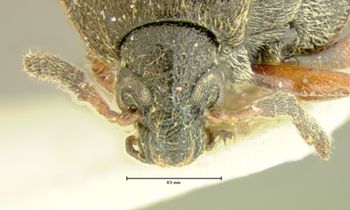 Media type: image;   Entomology 126 Aspect: head frontal view